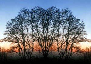 Abstract Tree Sunrise